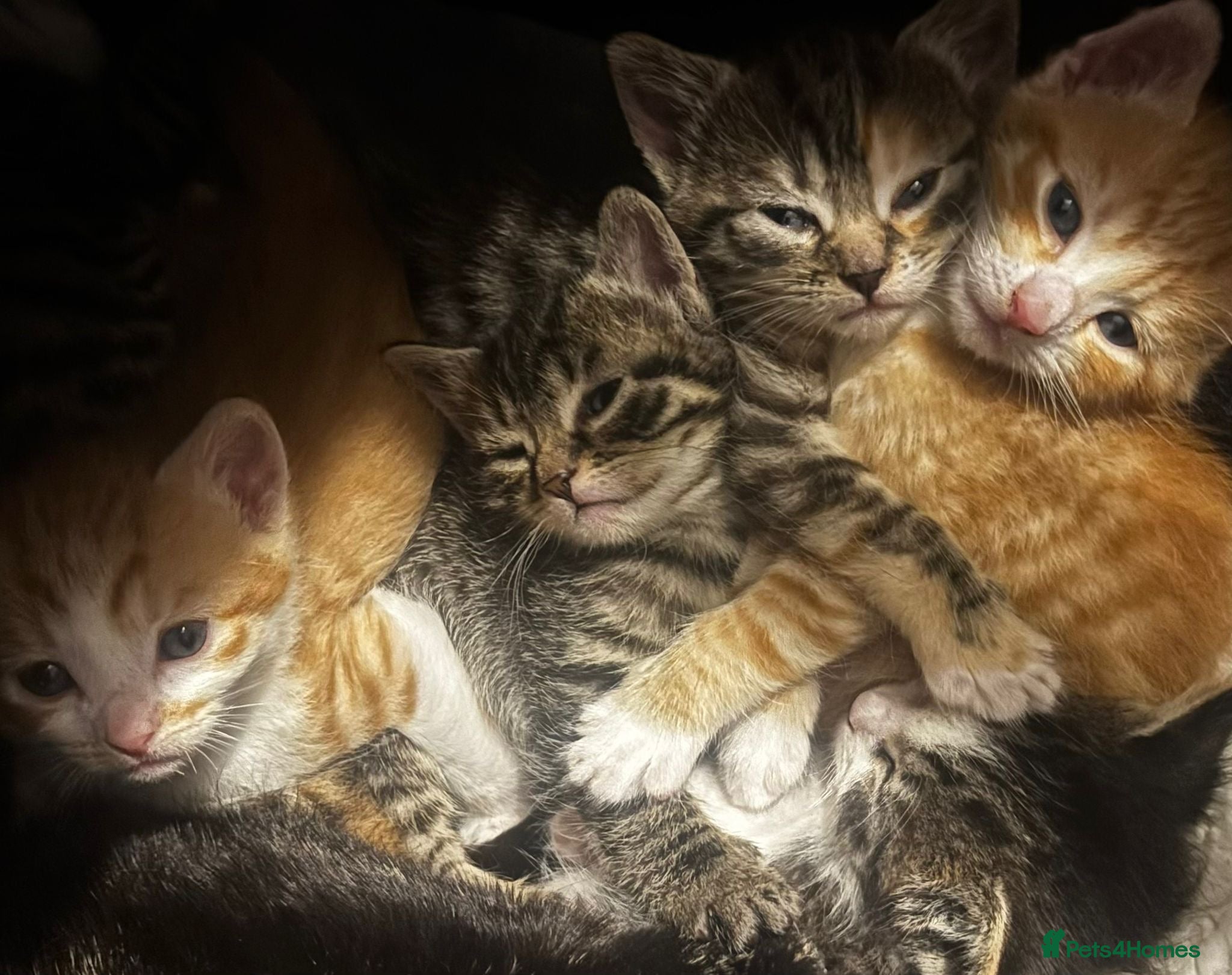 Mixed Breed cats Beautiful kittens - Advert 1