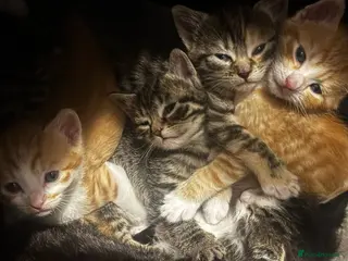 Mixed Breed cats Beautiful kittens - Advert 1