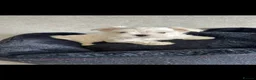 Maltese dogs for sale: KC Reg Korean Maltese Girl Puppy Ready now  - Advert 14