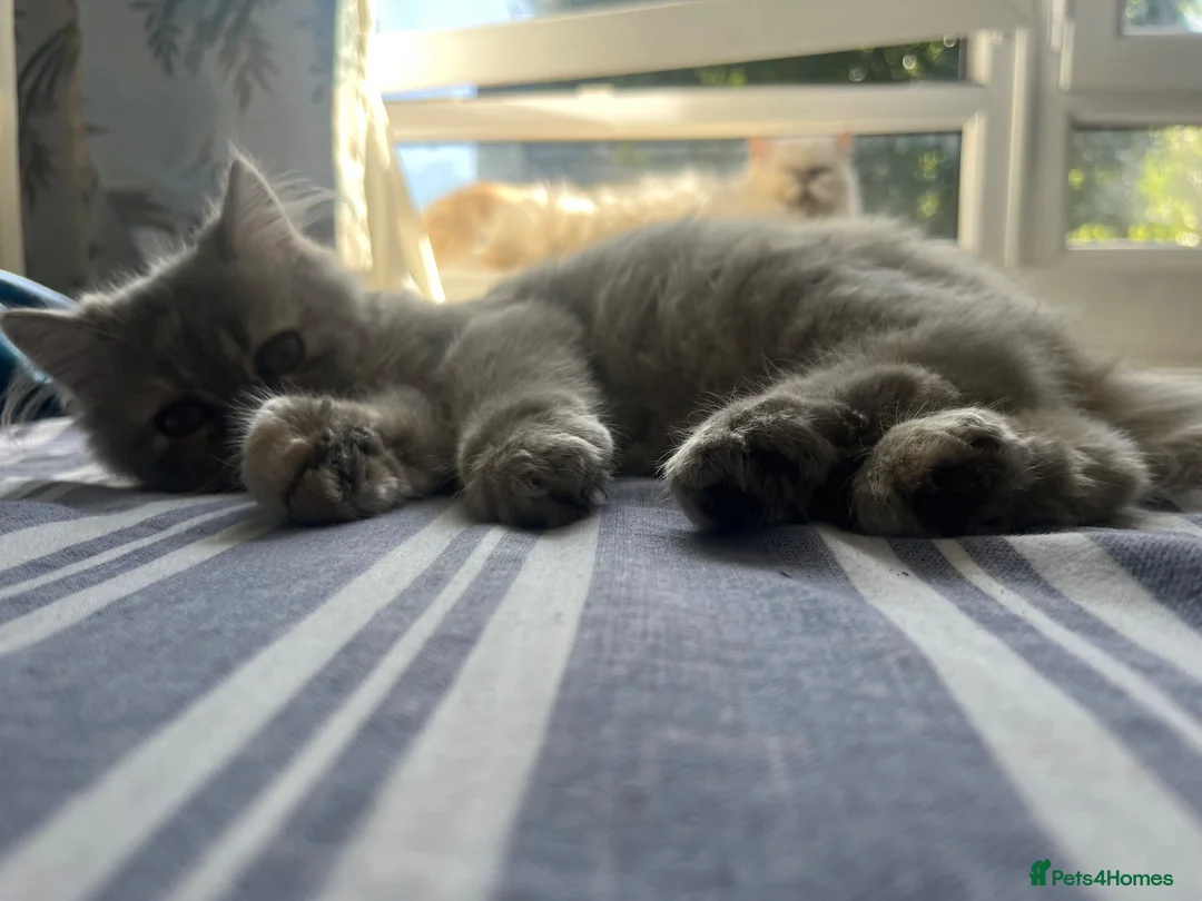 Persian cats for sale: Beautiful Blue Persian Girl 💕🐾💙 - Advert 2