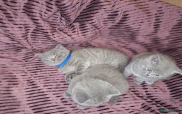 British Shorthair cats for sale: ✨British Shorthair Kittens looking for new family✨ - Advert 12