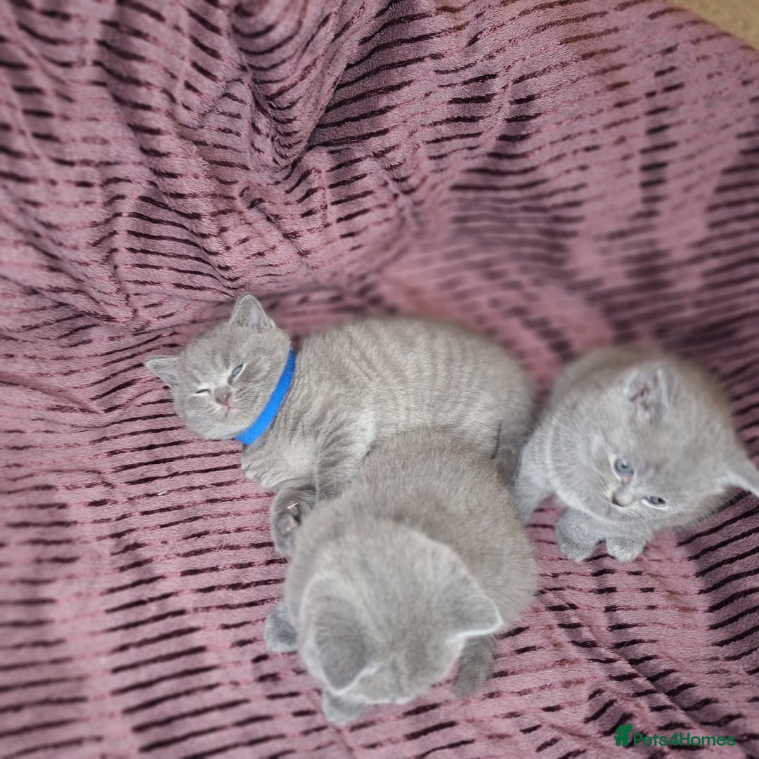 British Shorthair cats for sale: ✨British Shorthair Kittens looking for new family✨ - Advert 12