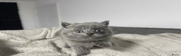 British Shorthair cats for sale: 2 british blue shorthair boys - Advert 14