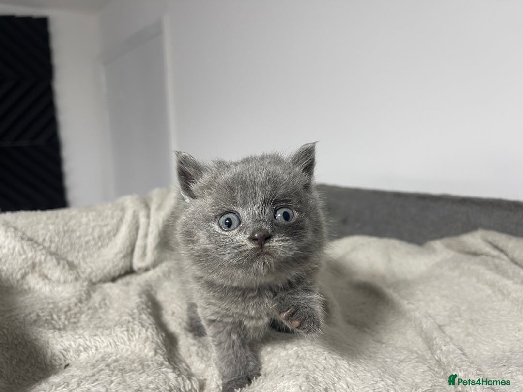 British Shorthair cats for sale: 2 british blue shorthair boys - Advert 14
