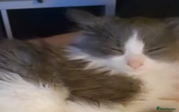 Ragdoll cats for sale: Ragdoll x - Image 6