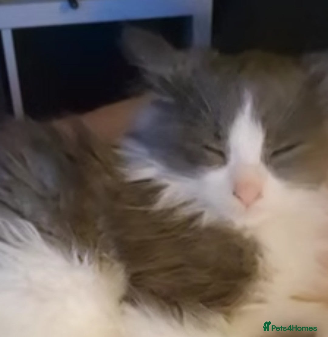 Ragdoll cats for sale: Ragdoll x - Image 6