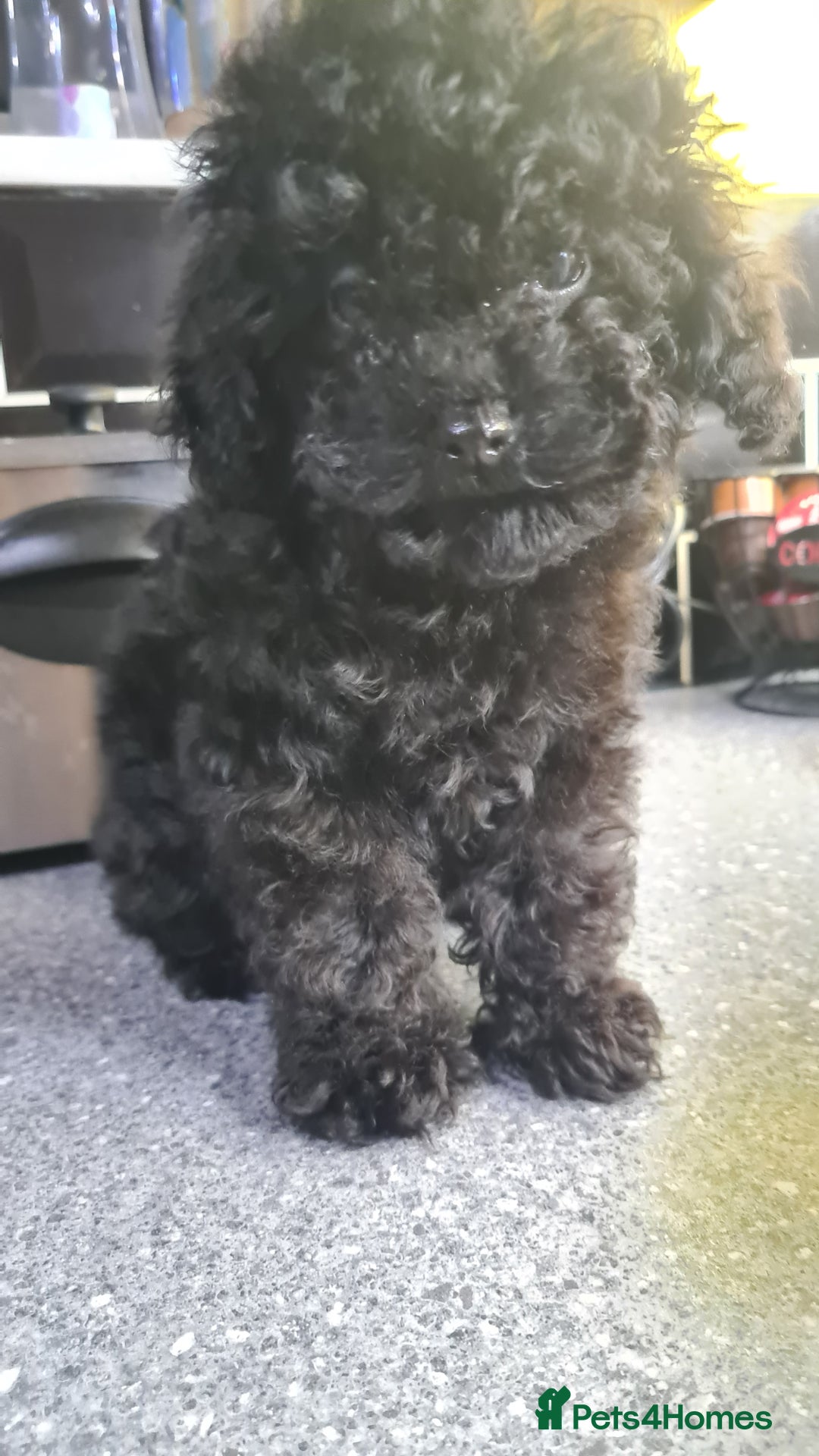 Toy Poodle dogs for sale: Toy poodle puppies  - Advert 9