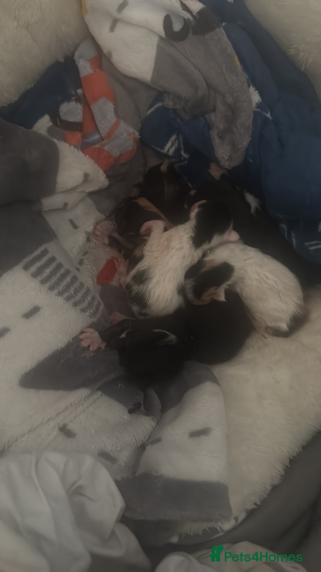 Mixed Breed cats for sale: 6 kittens all different colours  - Image 13