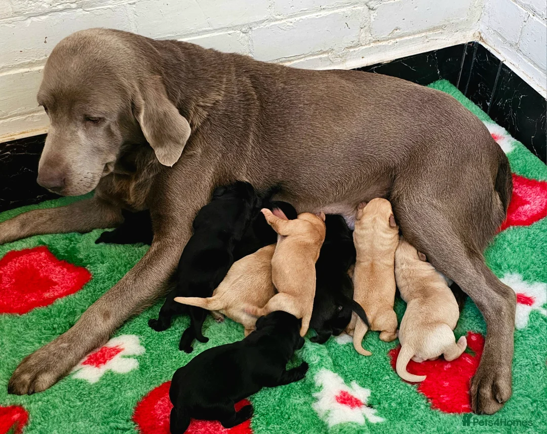 Labrador Retriever dogs for sale: 7 BEAUTIFUL KCREG LABRADORS. HEALTH TESTED PARENTS - Advert 23