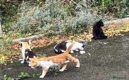 Mixed Breed cats for sale: Gorgeous farm/house kittens  - Image 11