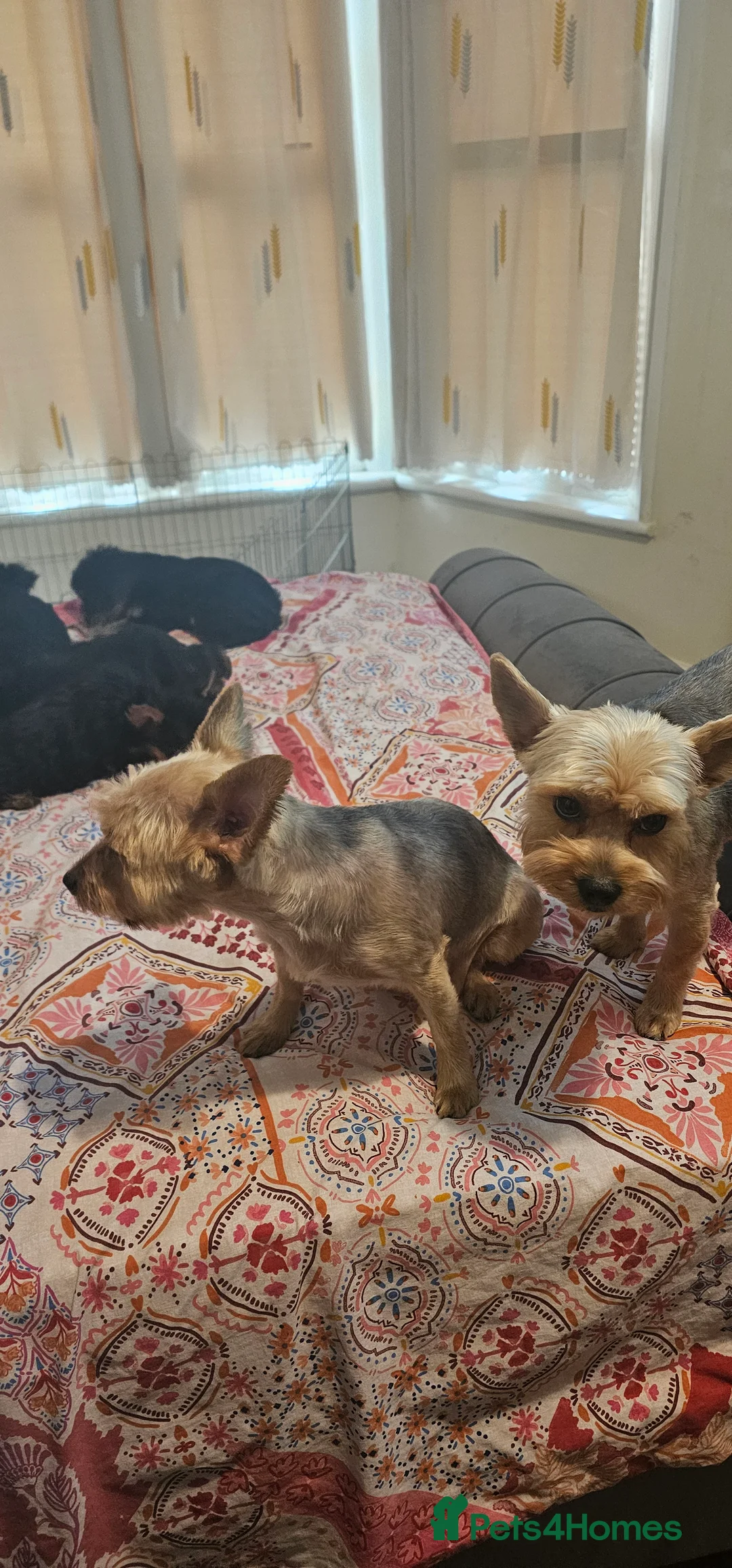 Yorkshire Terrier dogs for sale: Yorkshire Terrier puppies  in Ilford - Advert 2