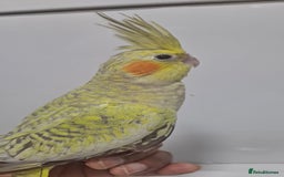 Cockatiels birds for sale: Silly hand tamed cockatiels for sale  - Image 8