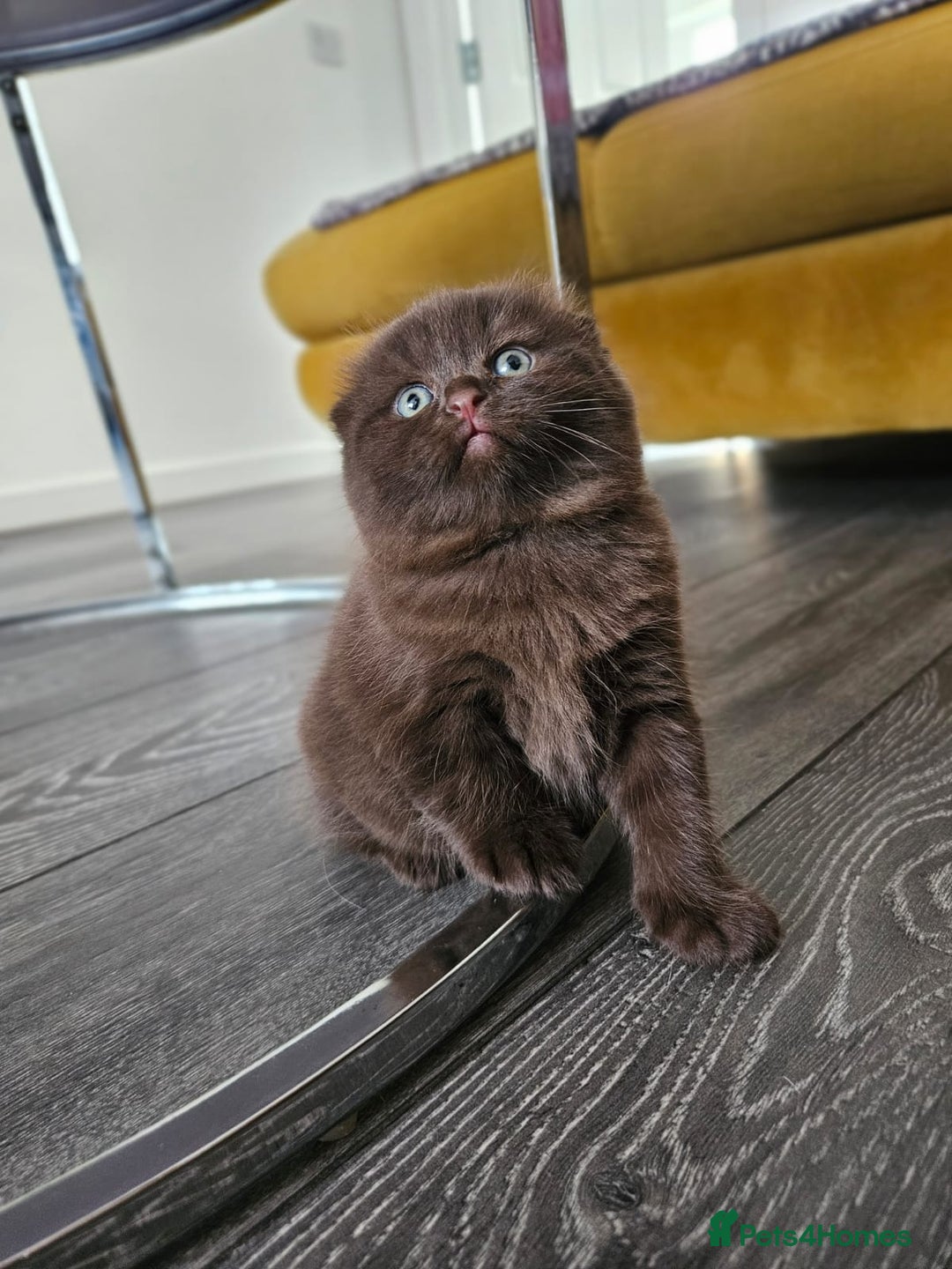 Scottish Fold cats for sale: SF 2 males available  - Image 14
