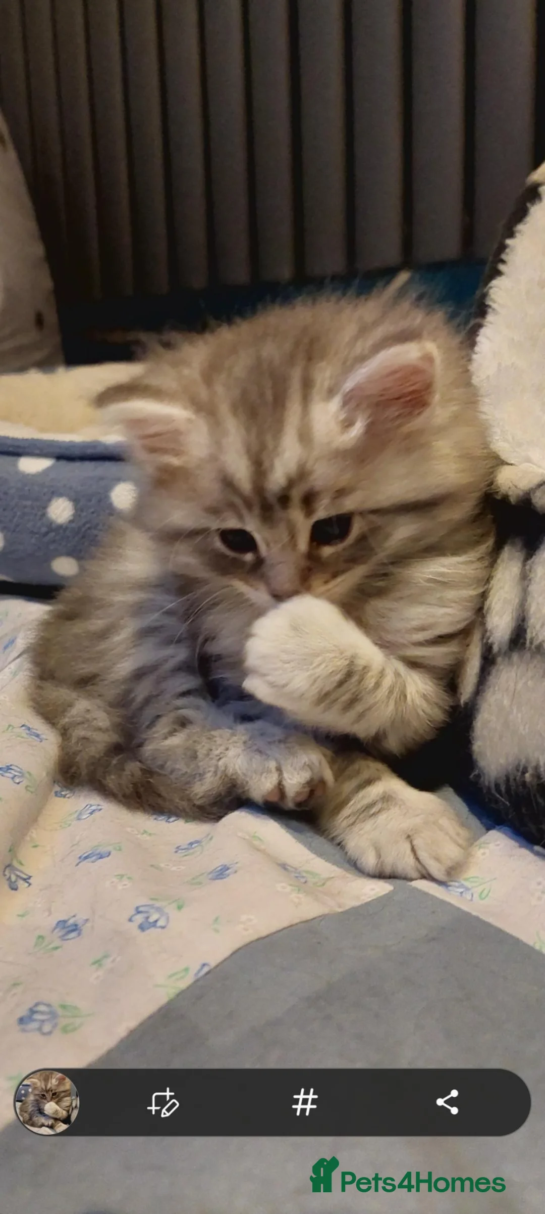 Maine Coon cats for sale: Maine coon x Bengal x Russian Blue mixed litter - Advert 1