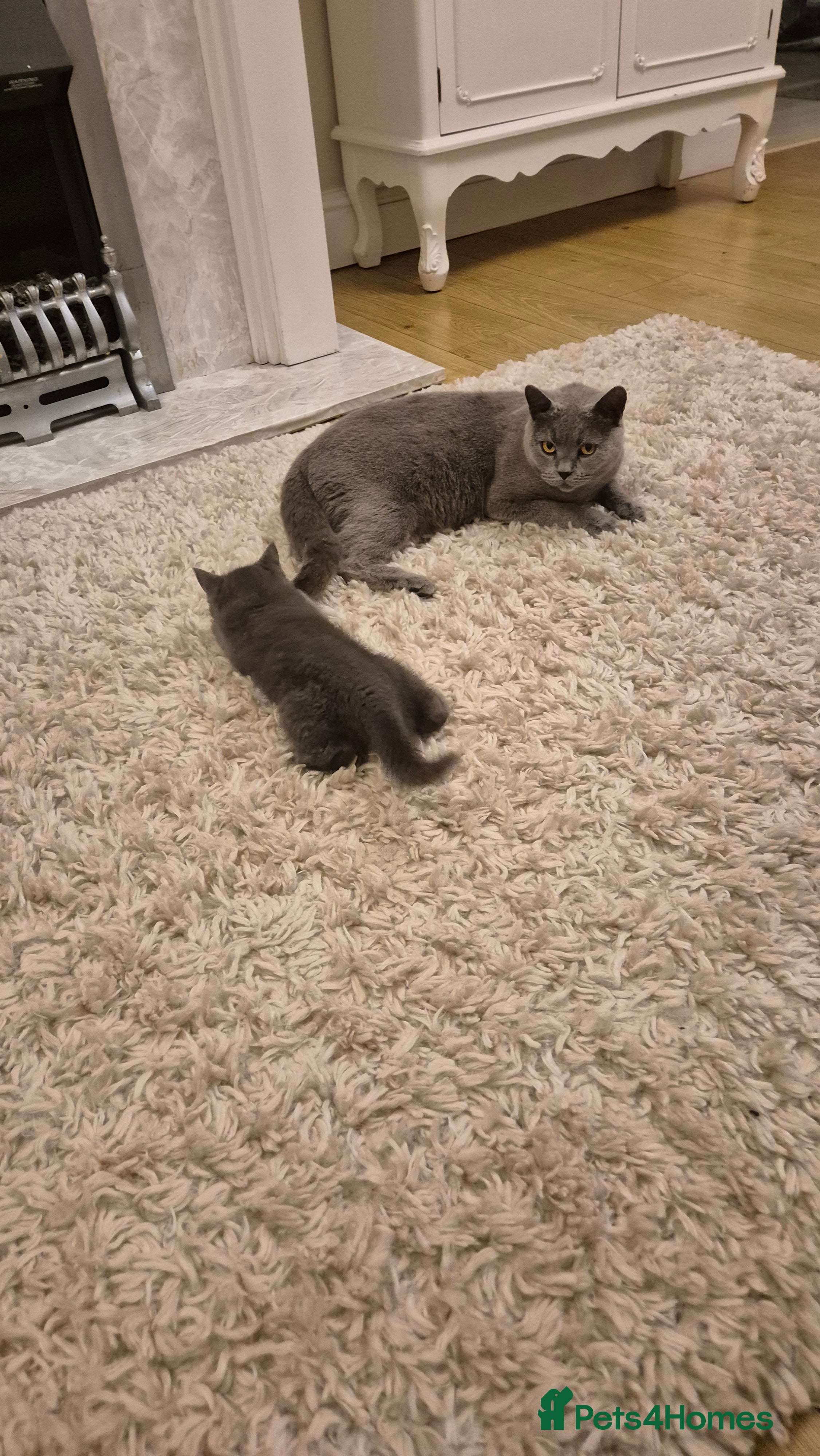 British Shorthair cats Handsome British short hair kitten  - Advert 8