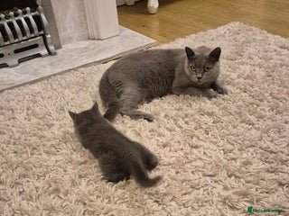 British Shorthair cats Handsome British short hair kitten - Advert 1