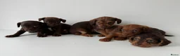 Mixed Breed dogs for sale: 5 Beautiful Chocolate brown & Tan Puppies  in Egham - Advert 12
