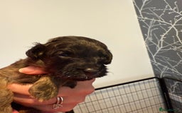 Cavapoo dogs for sale: F1b Cavapoos - Advert 5