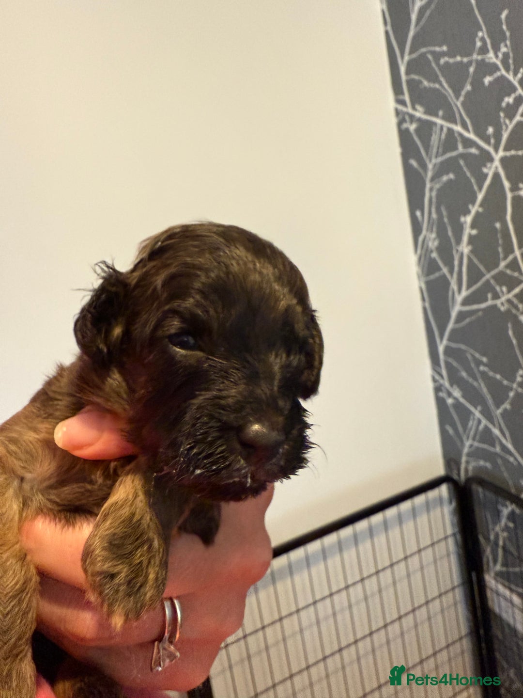 Cavapoo dogs for sale: F1b Cavapoos - Advert 5