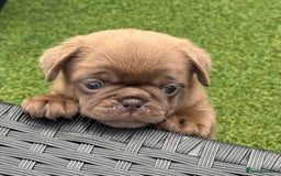Pug dogs for sale: stunning KC Registered PUG puppies  - Image 4