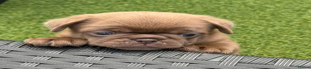 Pug Puppy 4