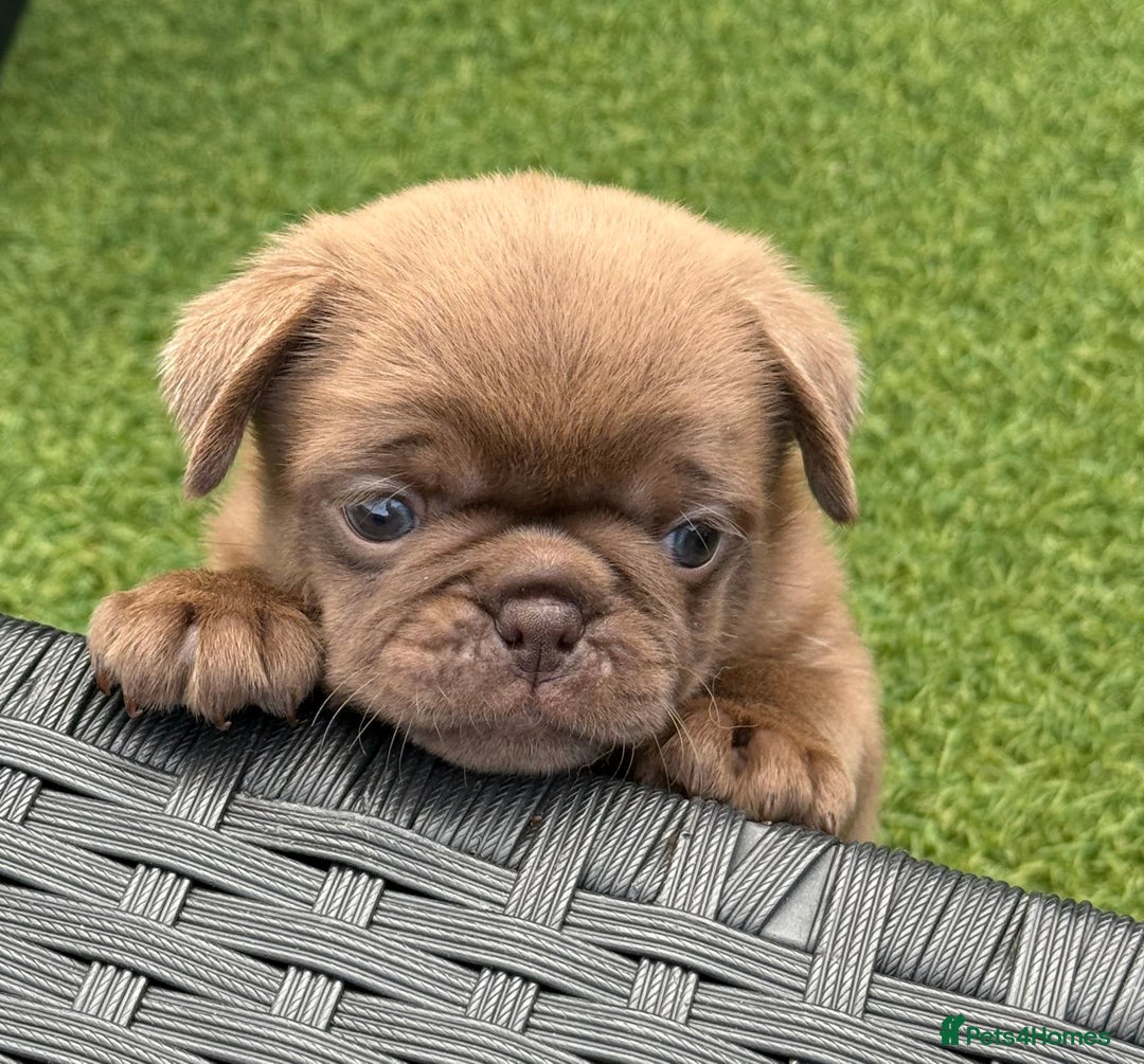 Pug dogs for sale: stunning KC Registered PUG puppies  - Image 4