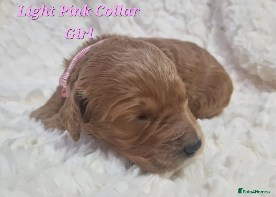 Mini Goldendoodle dogs for sale: Miniature Goldendoodle puppies available - Advert 4