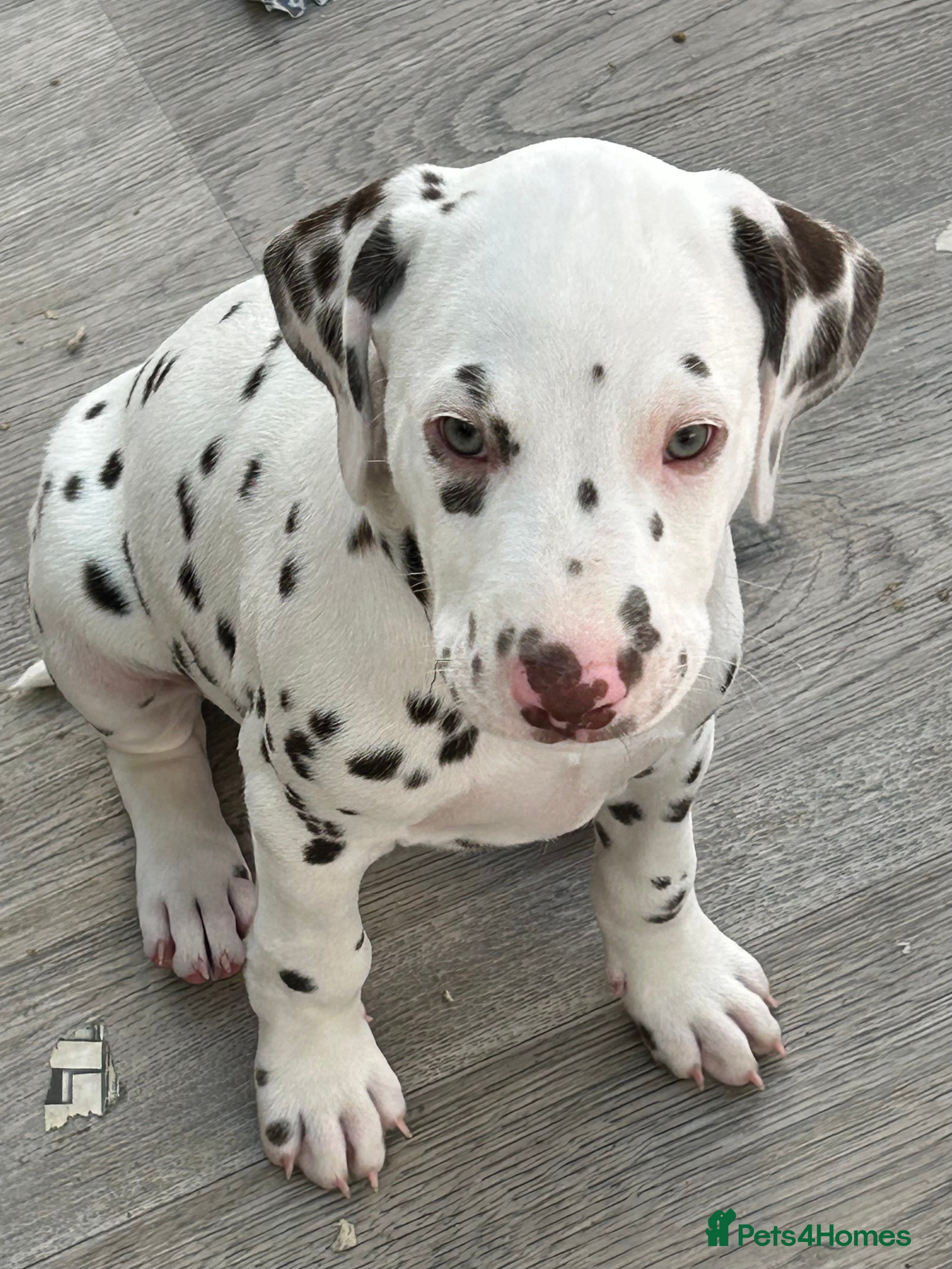 Dalmatian dogs Dalmatian Puppies - Advert 2