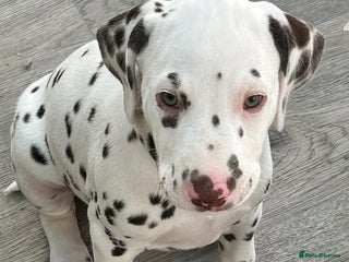 Dalmatian dogs Dalmatian Puppies - Advert 2