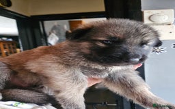 German Shepherd dogs for sale: 8 Beautiful fluffy German Shepherd pups  - Image 9