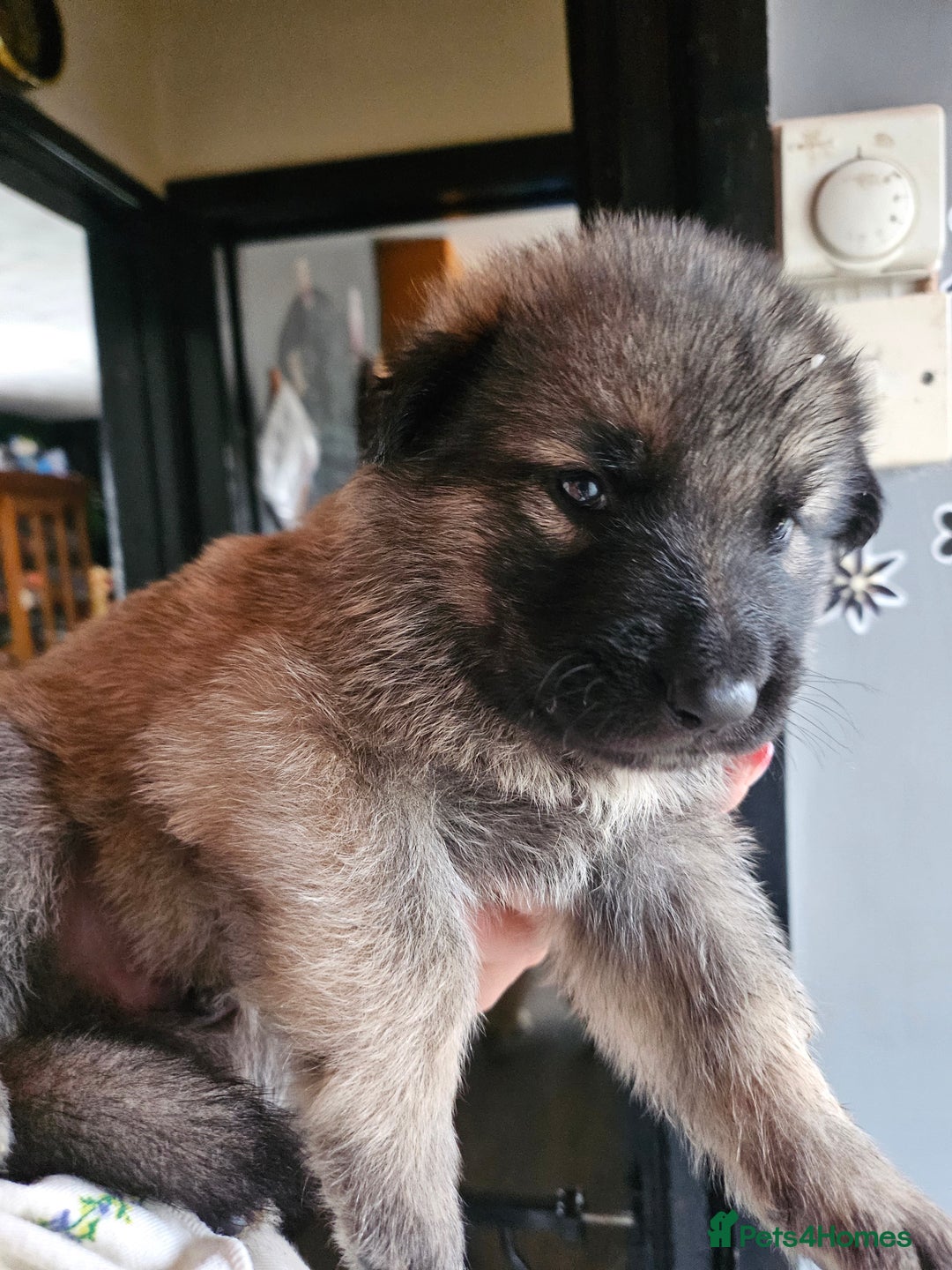 German Shepherd dogs for sale: 8 Beautiful fluffy German Shepherd pups  - Image 9