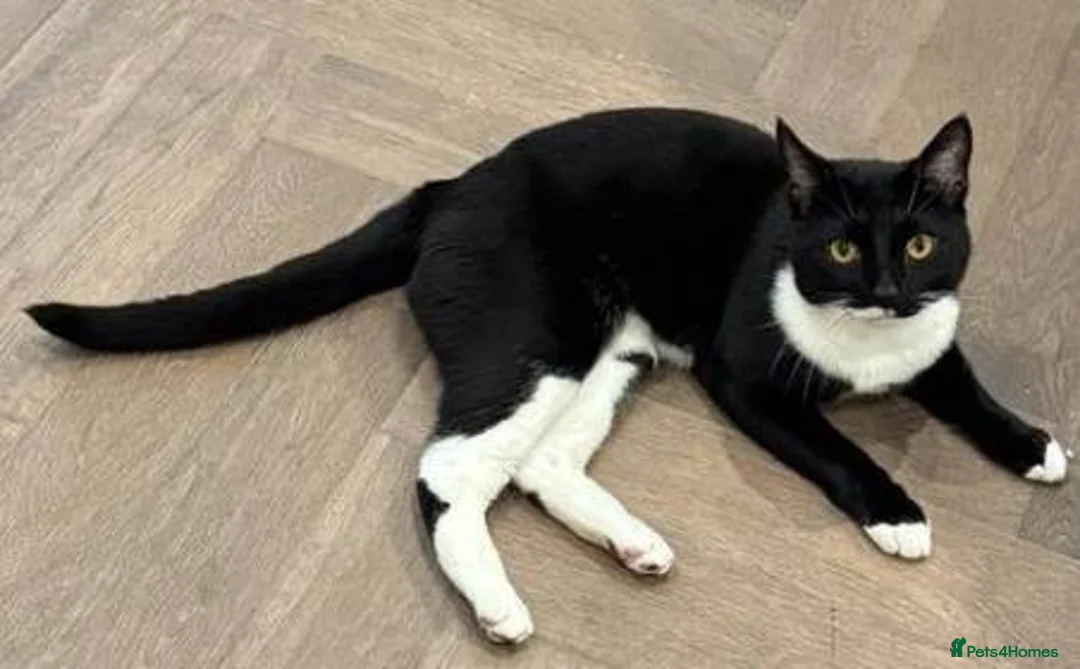 Domestic Shorthair cats for sale: Boris, a cutie in London - Advert 2