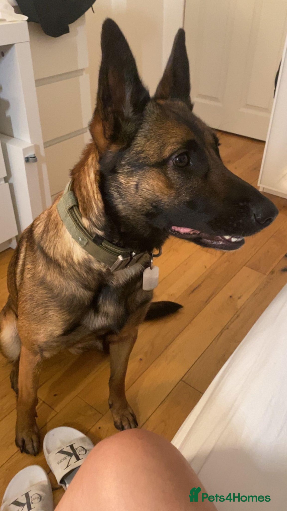 Mixed Breed dogs Belgian Mali looking for a new home - Advert 15
