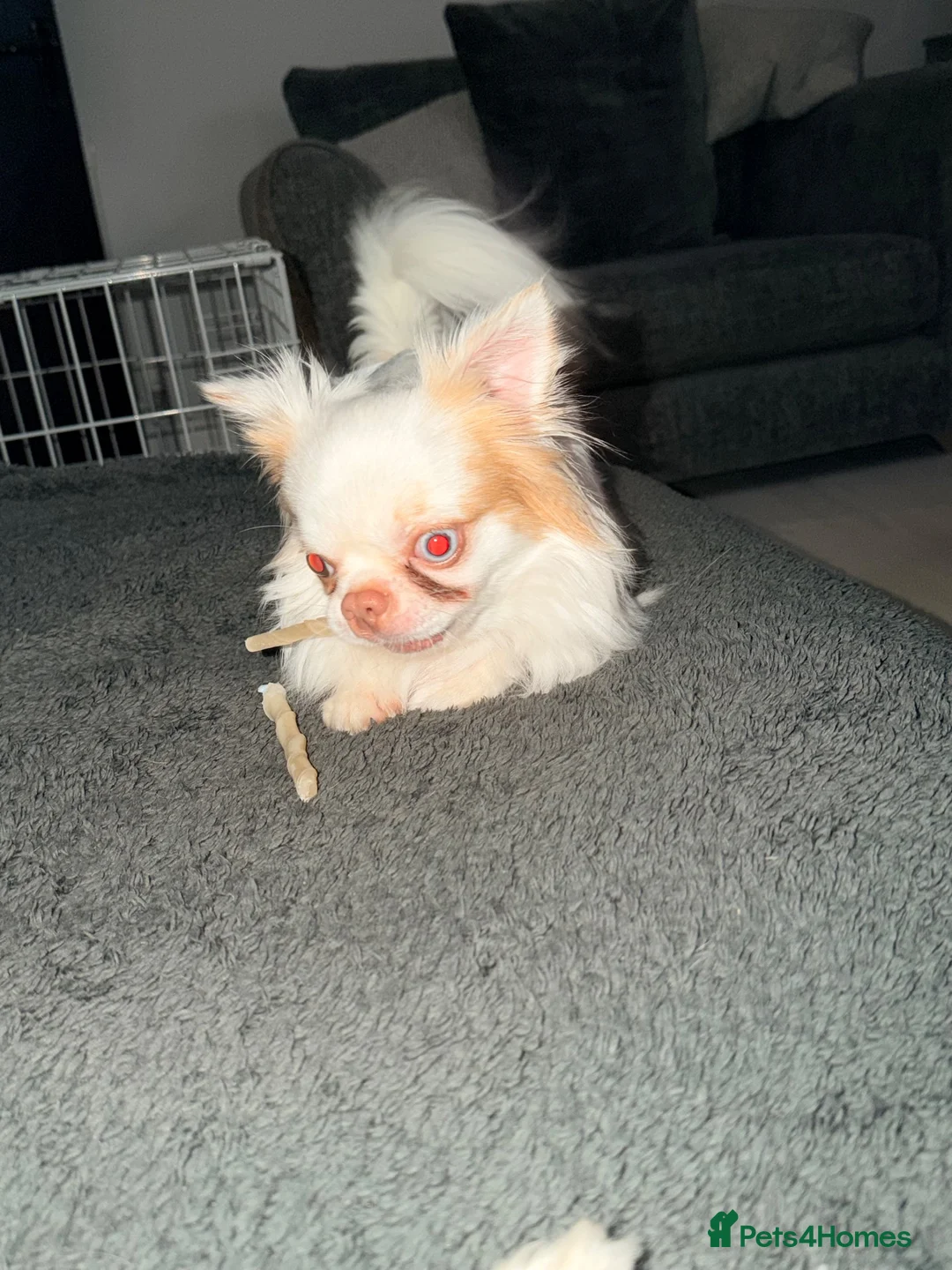 Chihuahua dogs for stud: Long coat chihuahua  - Advert 2