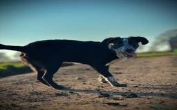 Mixed Breed dogs for sale: 🐾 Border Collie x Blue Heeler Puppies FOR SALE 🐾 - Image 10