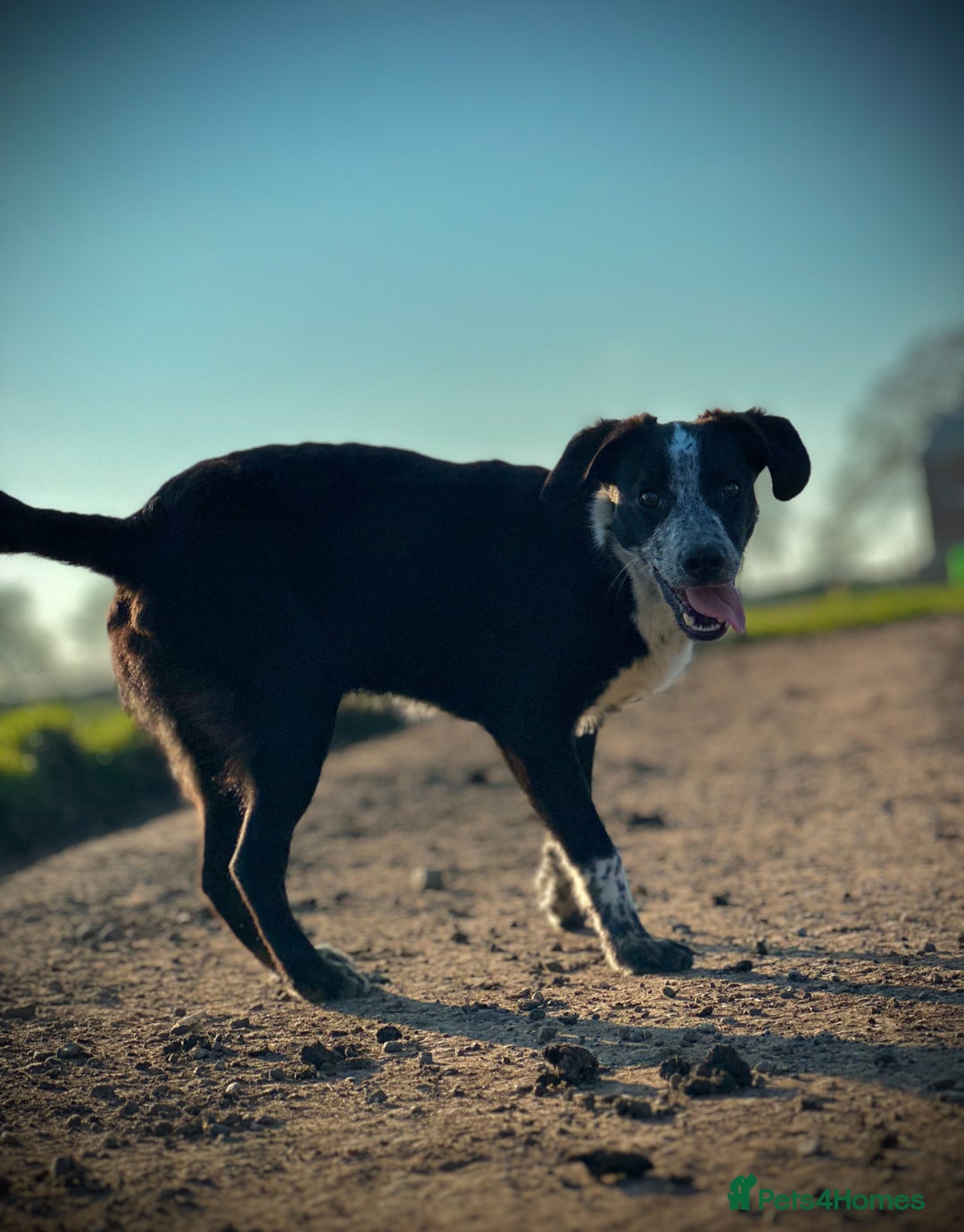 Mixed Breed dogs for sale: 🐾 Border Collie x Blue Heeler Puppies FOR SALE 🐾 - Image 10