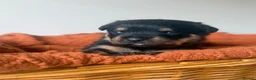 Rottweiler dogs for sale: Two puppies left available  - Advert 10