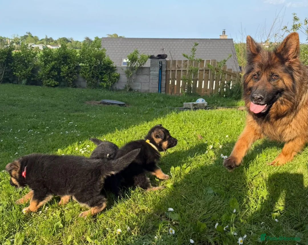 German Shepherd dogs for sale: Pedigree registered German shepherd pups  - Advert 9