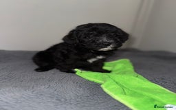 Sheepadoodle dogs for sale: Micro-mini Sheepadoodle reduced !!!!! - Image 24