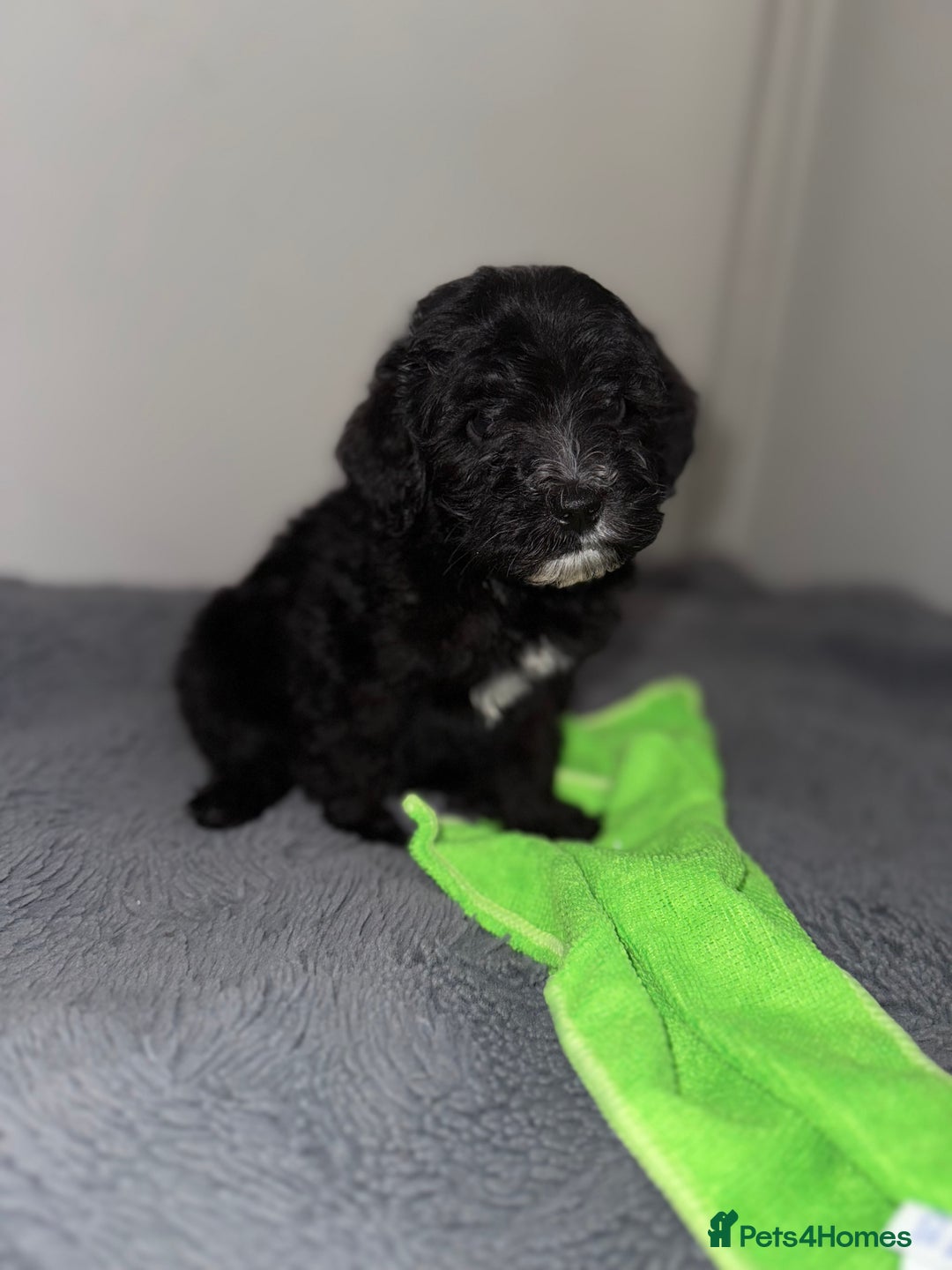 Sheepadoodle dogs for sale: Micro-mini Sheepadoodle reduced !!!!! - Image 24