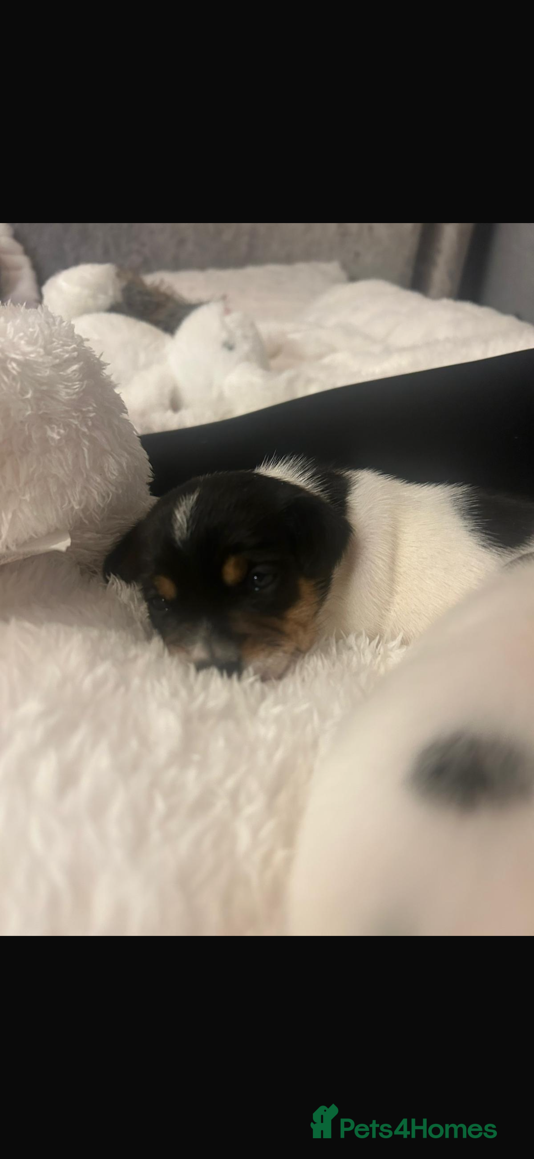 Jack Russell dogs for sale: Short legged Jack Russell puppies - Advert 10