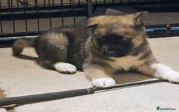 Mixed Breed dogs for sale: Akita/malamute  - Advert 7