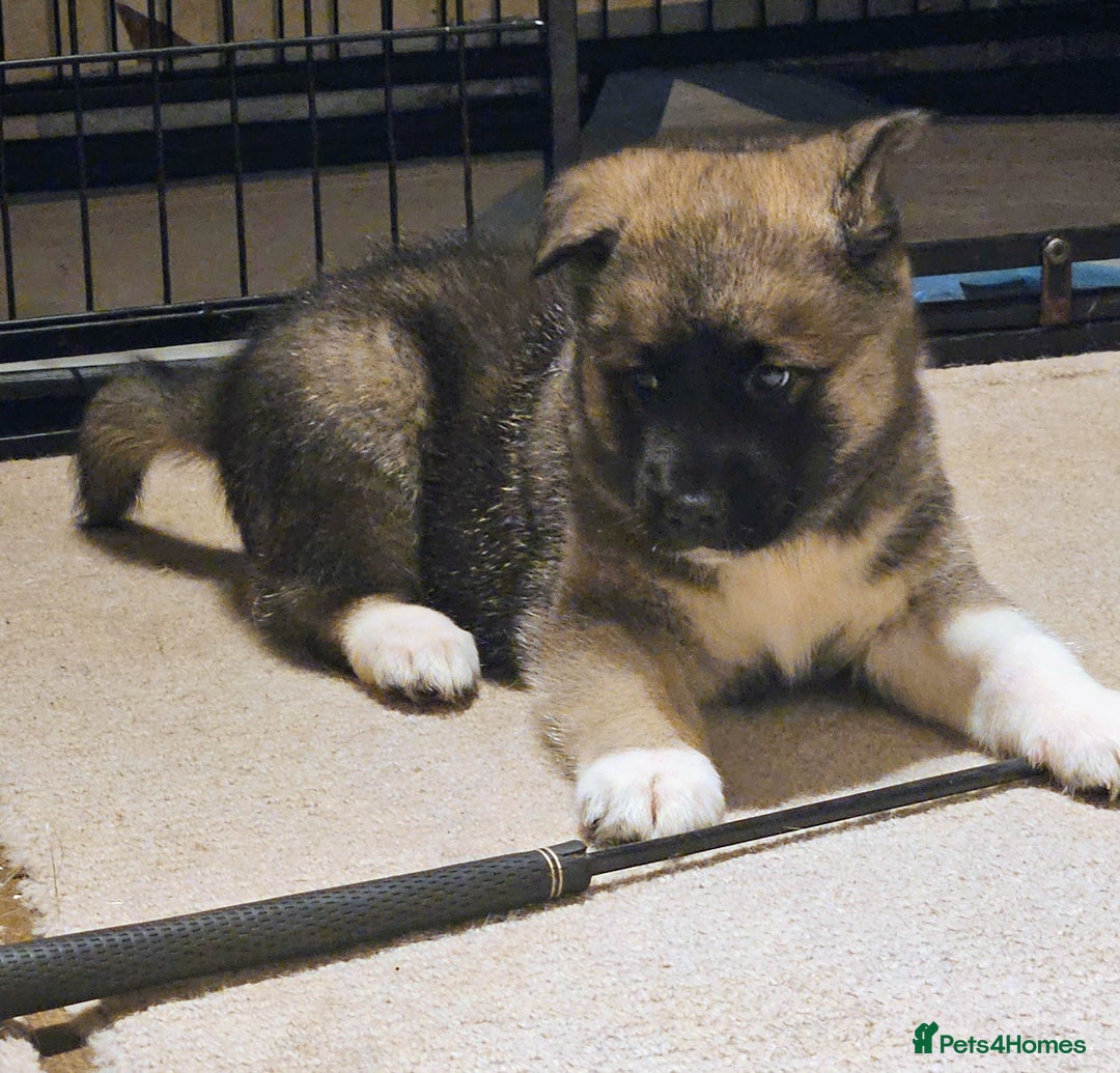 Mixed Breed dogs for sale: Akita/malamute  - Advert 7