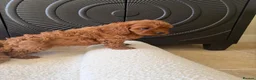 Cavapoo dogs for sale: DNA tested Dark red F1 cavapoo pups  - Advert 20