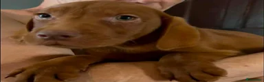 Labrador Retriever 1