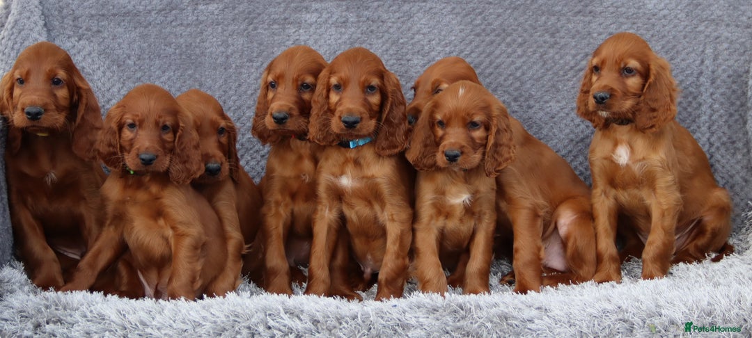 Irish Setter dogs for sale: Outstanding KC Reg Irish Setter puppies  - Image 13