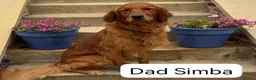 Golden Retriever dogs for sale: Exceptional KC registered Golden Retriever puppies - Advert 17