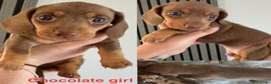 Chocolate and tan girl 