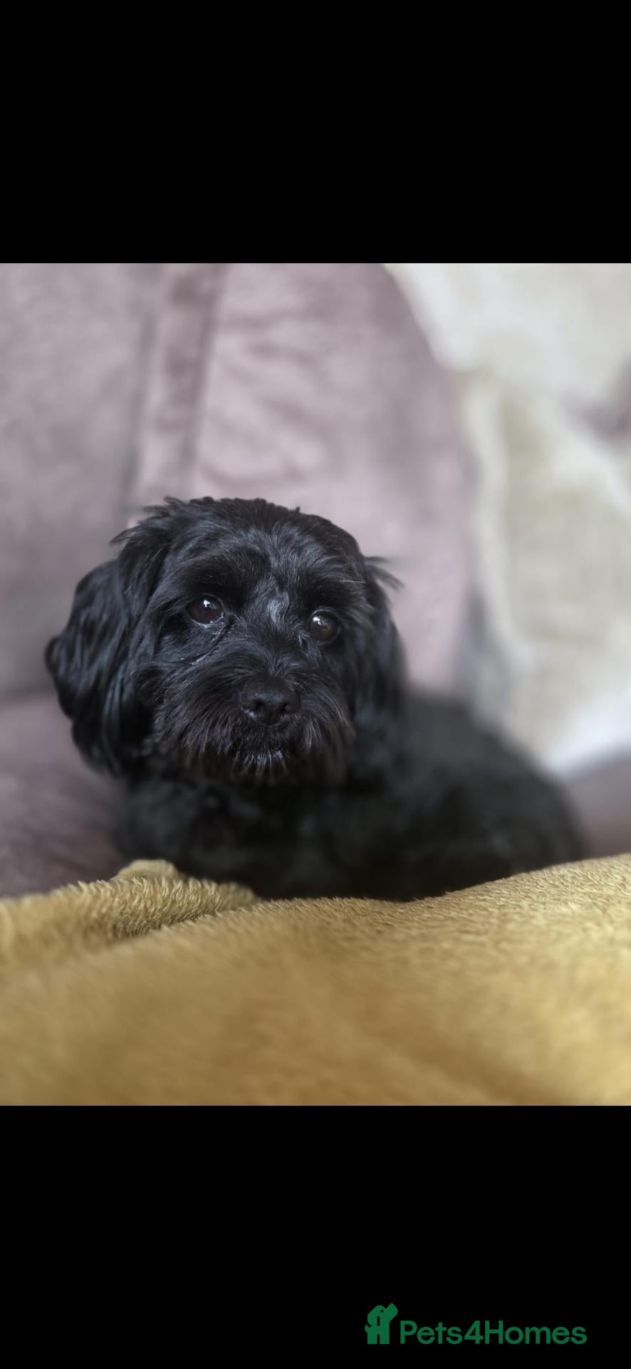 Mixed Breed dogs Male cava tzu 2 years old - Advert 1