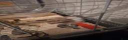 Hamster rodents for sale: 2 x male syrian hamsters approx 6 months old - Advert 13